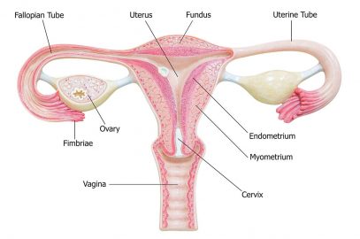 怀孕的子宫内膜厚度：症状和治疗