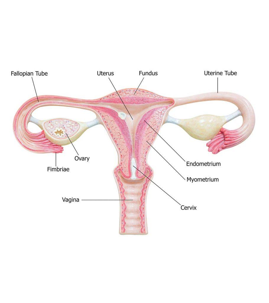 Thickening Of Endometrial Stripe Icd 10