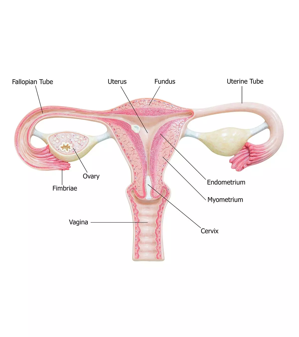 Endometrial Thickness What Is The Normal Range