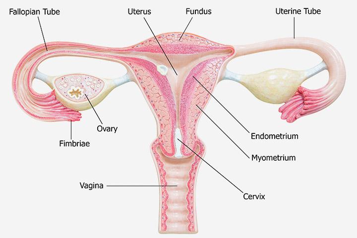 Uterine Lining Thickness Chart