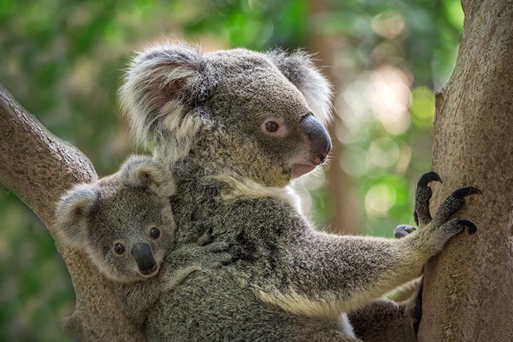 Habitat and endangerment, koala facts for kids