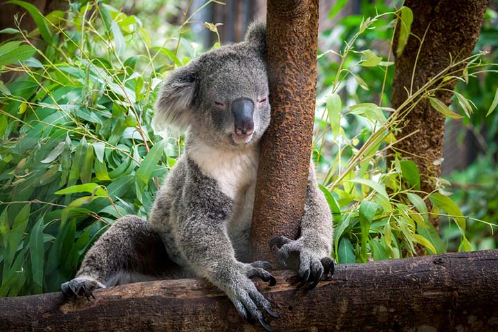 Habits and lifestyle, koala facts for kids
