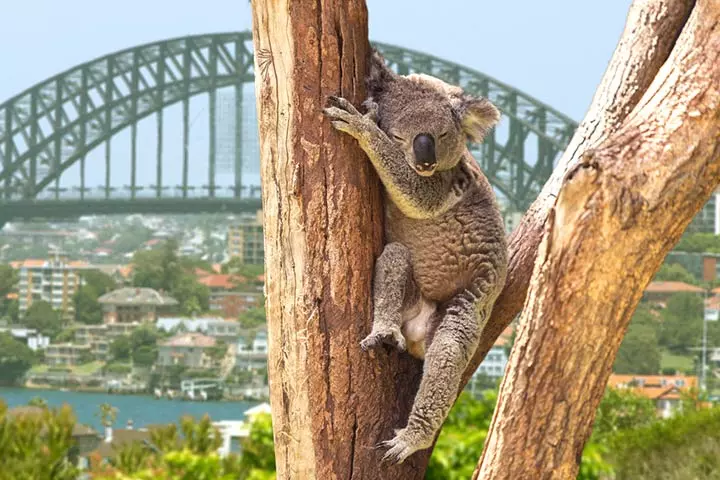 Koala in society and culture, koala facts for kids