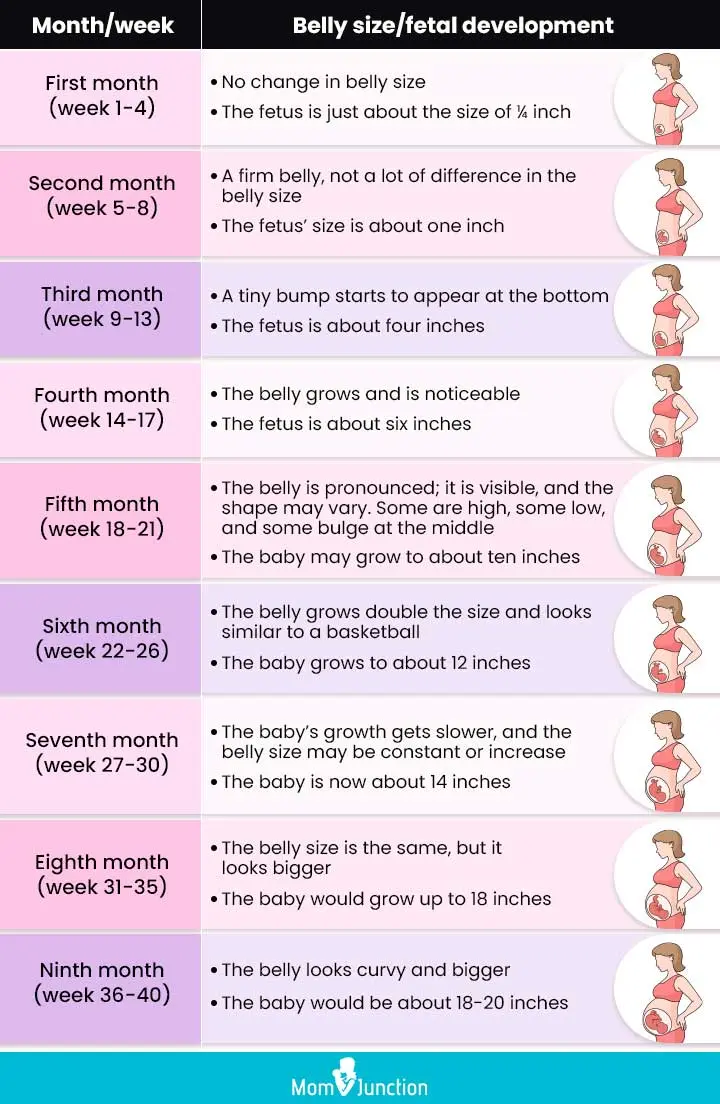 Pregnant-Belly-Size-Chart-And-Shape