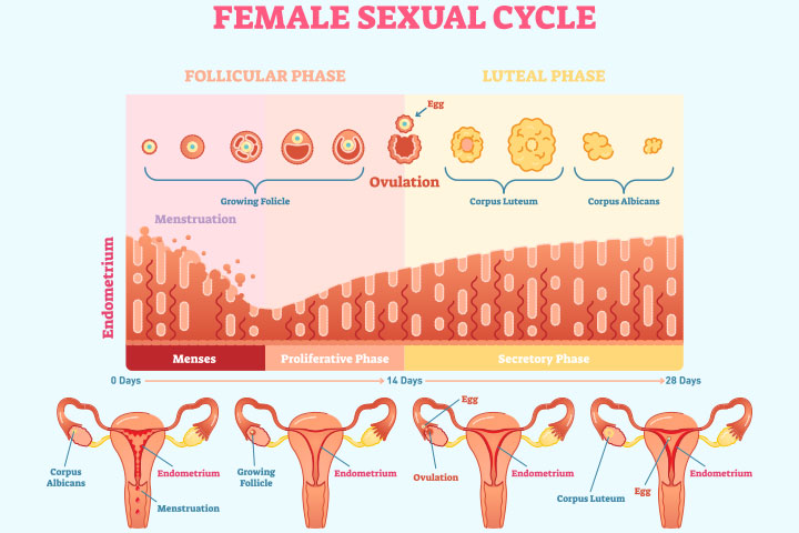 Ciclo Endometrial Fases 0899