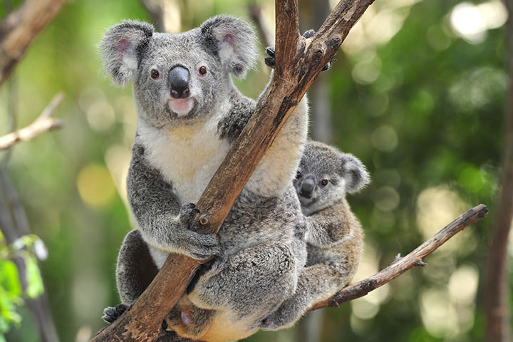 Name and taxonomy, koala facts for kids