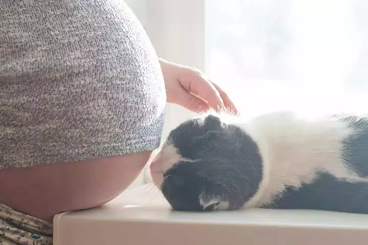 Behavioral Changes In Pets