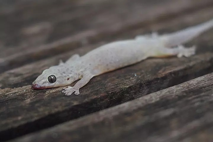 Beware Of House Lizard Droppings