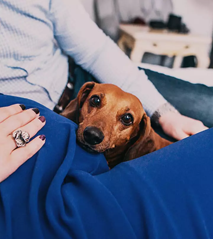 Can Pets Sense Pregnancy
