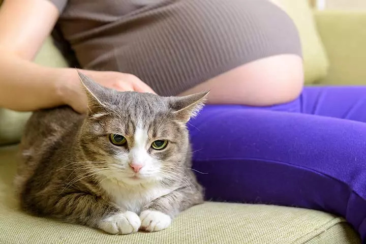 Can Your Feline Friends Sense Pregnancy