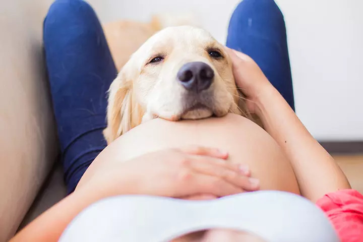 Pregnancy And Dogs