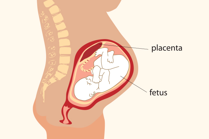 Development of placenta pregnancy fact