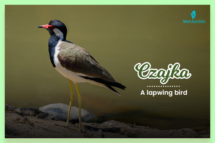 Czajka, A lapwing bird. 