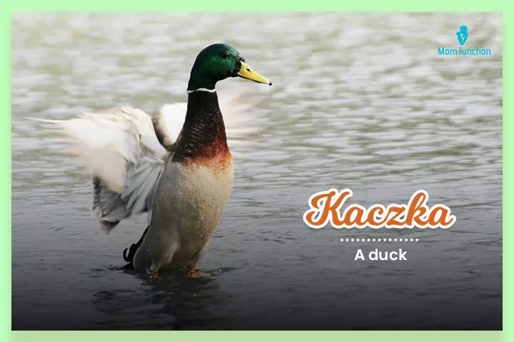 Kaczka, A duck 