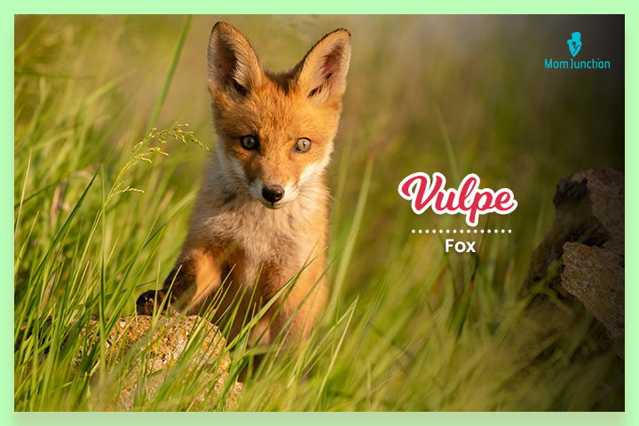 Vulpe means a fox