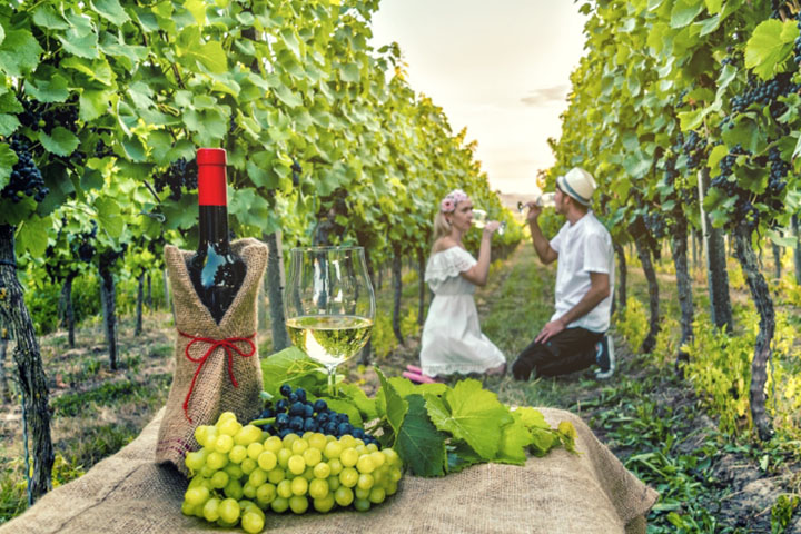 Go on a vineyard tour