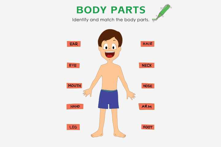 Human Body Worksheet