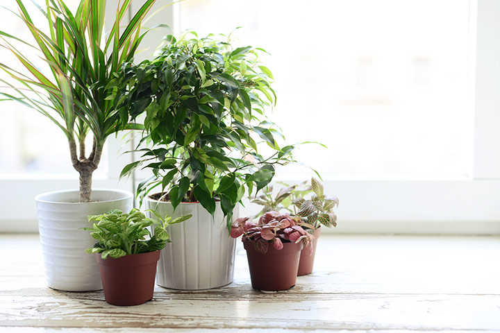 Adopt Some Indoor Plants