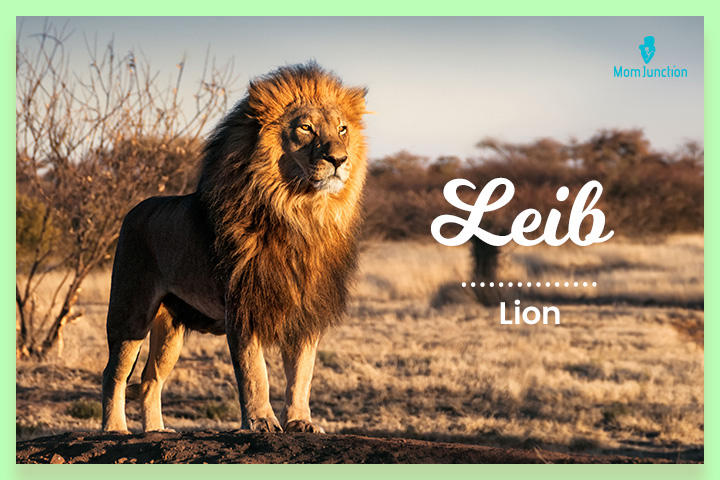 Jewish surname inspired by a lion, Leib