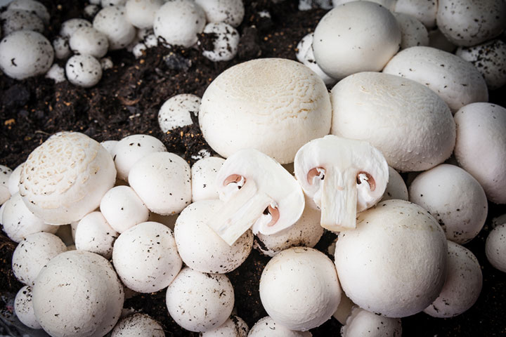 White button Mushroom