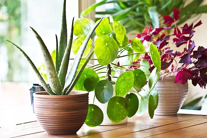 Buy Indoor Purifying Plants