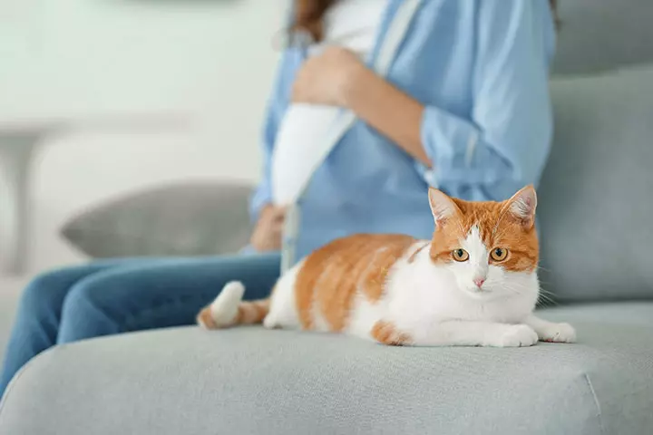 Pregnant Women Should Avoid Cats