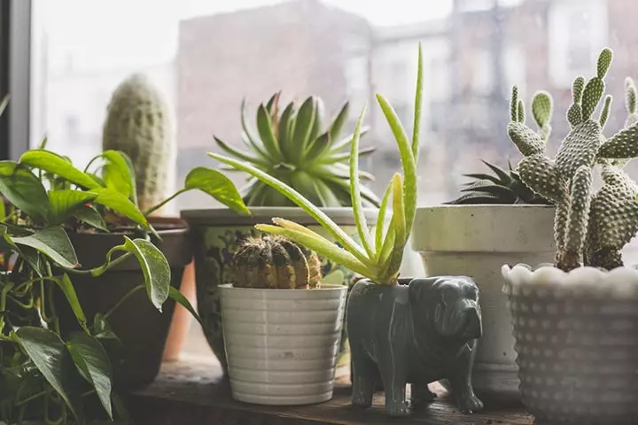 Indoor Plants