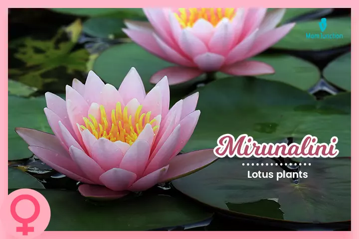 Mirunalini is the name of Goddess Lakshmi