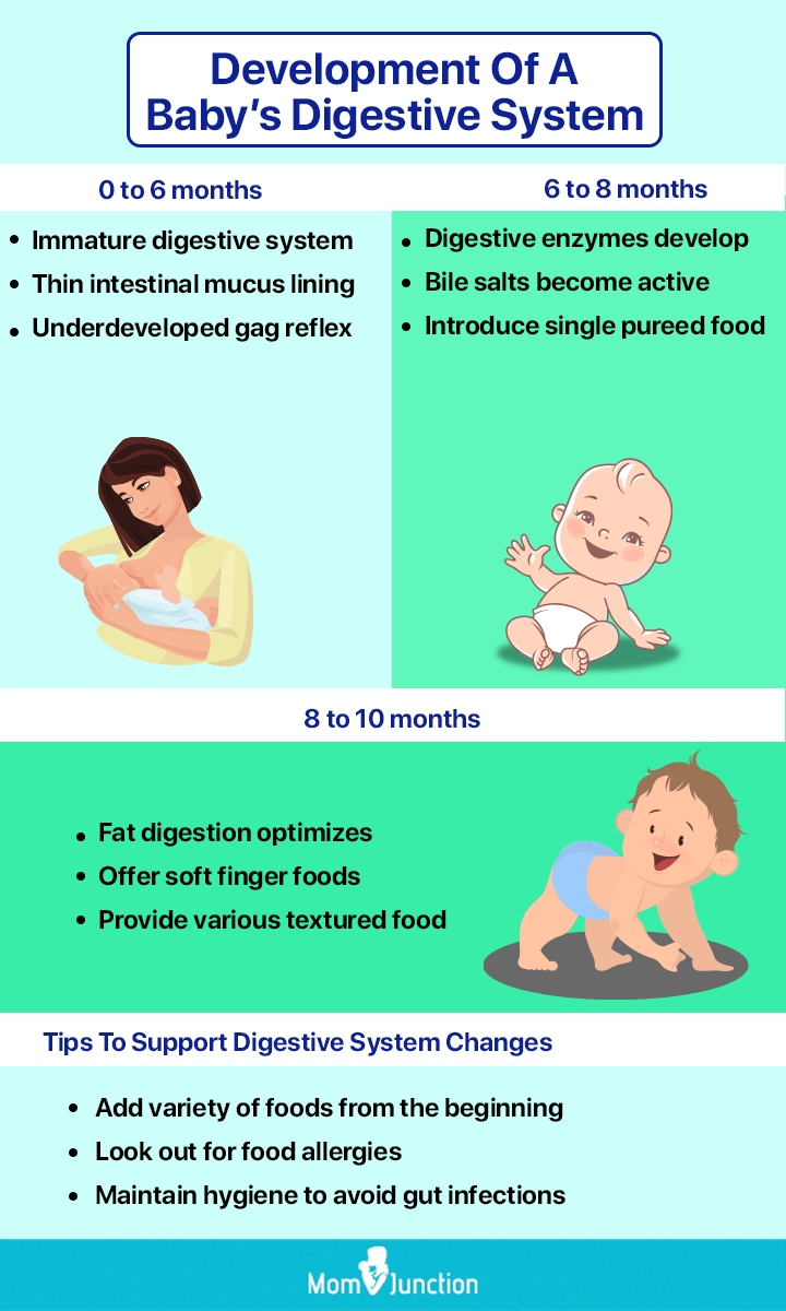 development of a baby’s digestive system [Infographic]