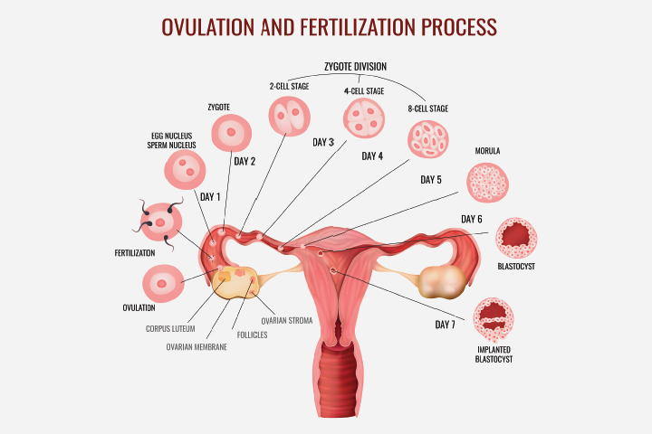 The process of ovulation