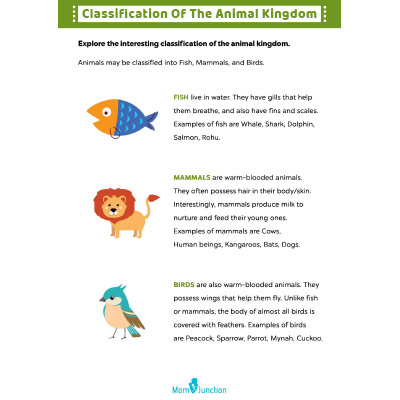 Classification Of The Animal Kingdom - Worksheets