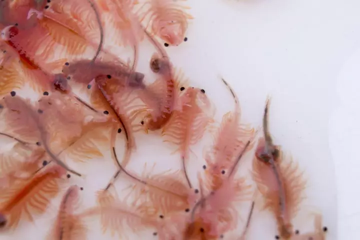 Brine Shrimp as best pets for kids