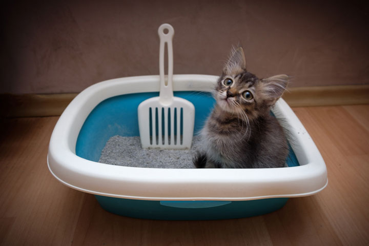Cleaning The Litter Box