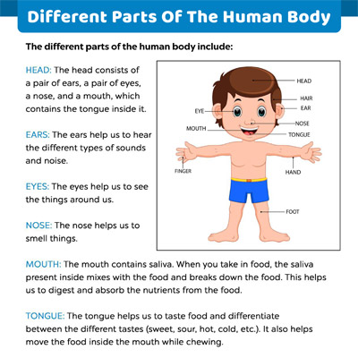 Different Parts Of The Human Body : An Overview