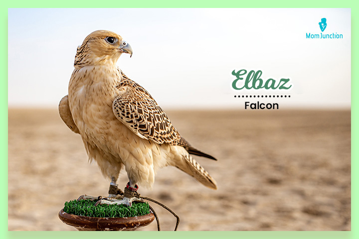 Elbaz is a muslim last name meaning falcon