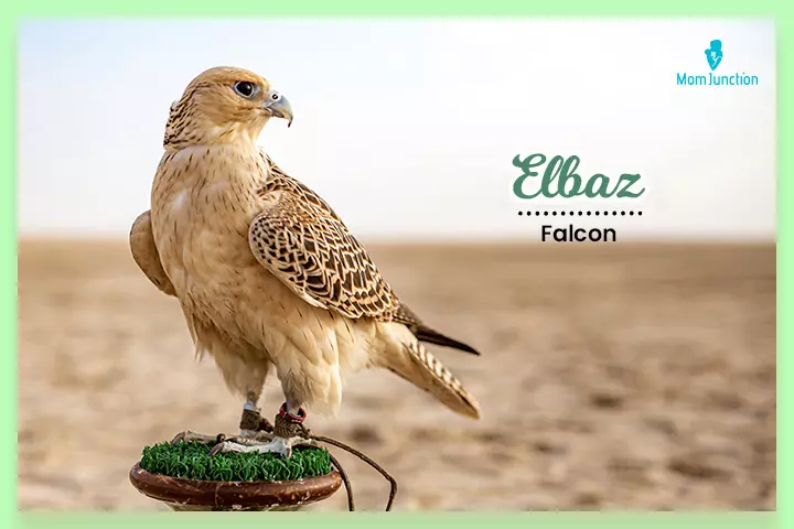 Elbaz is a muslim last name meaning falcon