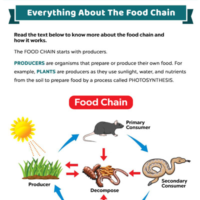 Everything About The Food Chain