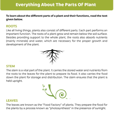 Everything About The Parts Of Plant