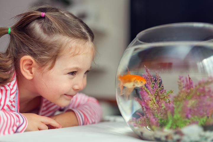 Fishes as best pets for kids