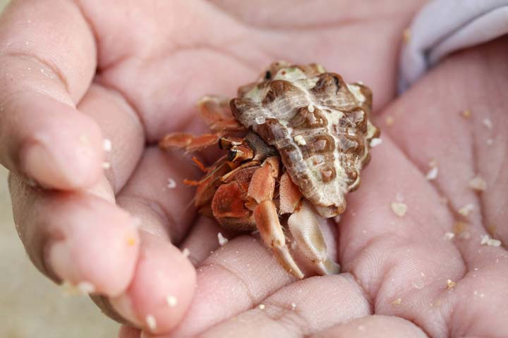 Hermit crab as best pets for kids