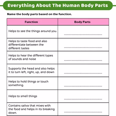 Everything About The Human Body Parts