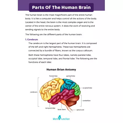 Anatomy Of Human Brain_image