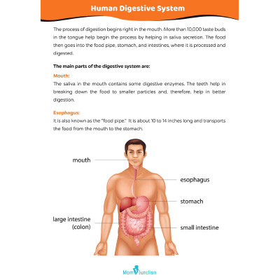 Human Digestive System Acitivity For Kids