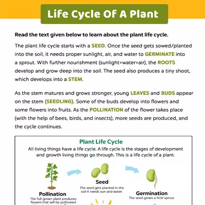 Life Cycle Of A Plant