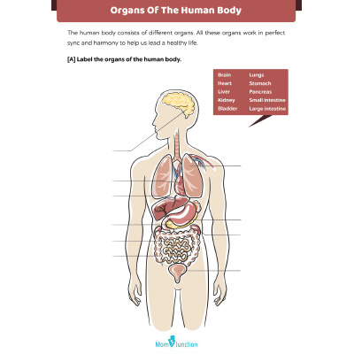 Major Organs Of The Human Body