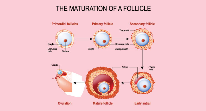Ovarian and antral follicles development explained