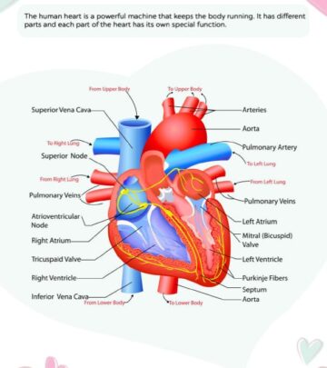 Teach your child how the heart functions with this educational guide.