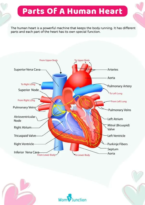 Parts Of The Heart: Free Worksheet For Fourth Graders_image