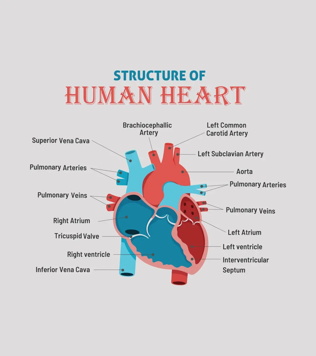 Parts Of The Heart: Free Worksheet For Fourth Graders_image