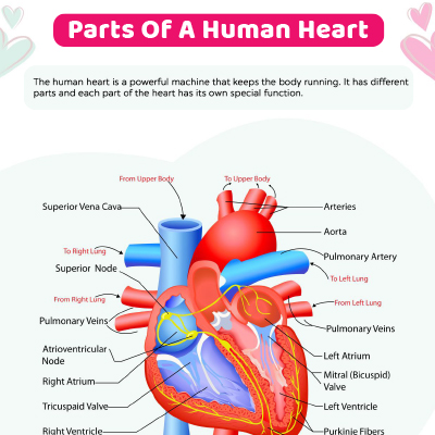 Parts Of The Heart Worksheet
